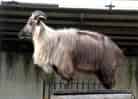 動物図鑑・ヒマラヤタール 1